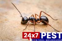 247 Pest Control Melbourne image 3